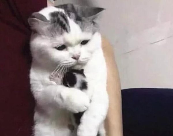The cat gave birth to an only child, and the owner pretended to give the cub, but looked down but couldn t do it