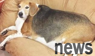 Losing weight for dogs is not an easy task. Have you done these three steps correctly?