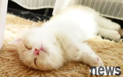 The cat was hit by a car and was seriously injured. The doctor suggested euthanasia. The word 