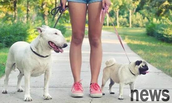 The 5 most famous puppies are ultimately forbidden. Let’s see if there is your dog?
