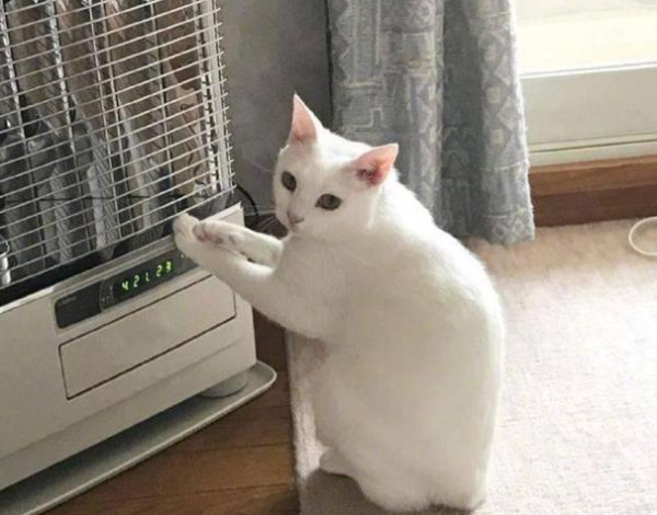 The woman went out for something, but when she came back, she found that the cat was motionless