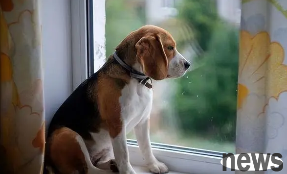 What does the dog whine mean? You ll know after reading it