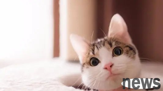 A cat who is eager to survive is locked in the toilet. He does not ask for help, but silently 