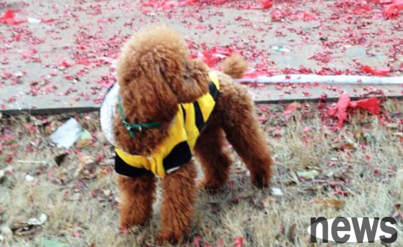 What should I do if a dog is afraid of the sound of firecrackers during the Chinese New Year? The master must do these things well