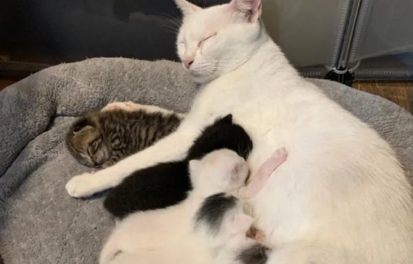 The mother cat actually snatched the food with the cat, but the owner found out that she was calm and said: What happened to eating the child s food?
