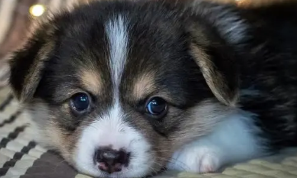 Are bacteria on dogs harmful to the human body? Can people get close to dogs?