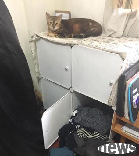 How to prevent cats from opening cabinets | The cat shoveler has a new move to prevent cats from opening cabinets. The cat is so angry that it rolls its eyes!