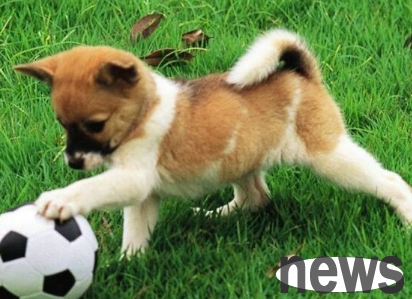 What s going on with a dog s bleeding after giving birth? If you don’t know, come and have a look!