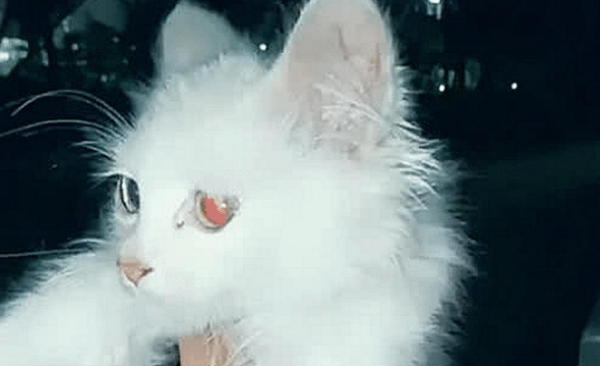 The woman picked up the stray cat and found that it looked a little strange when she picked it up. She couldn t calm down after looking carefully.