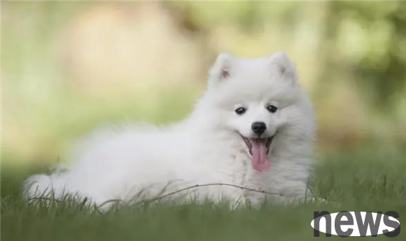 What medicine do dog ticks fear the most? This is actually OK