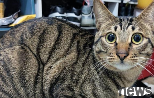 The cat with only one leg mustered up the courage to ask for help: I ​​have a lot of pain, can you help me?