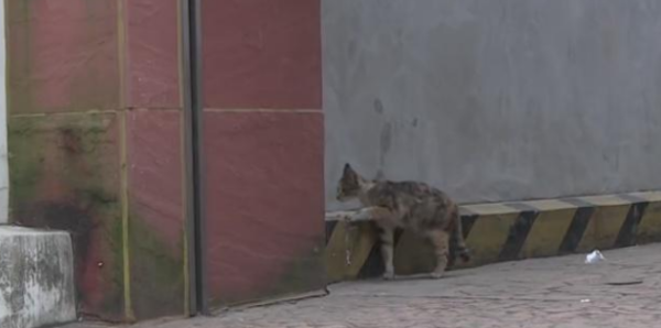 The kitten is trapped in the gap, and the mother cat keeps asking for help with her screams. The passerby s actions are heartwarming.