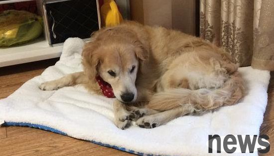What s wrong with dogs always scratching their nests? Master, come and get it