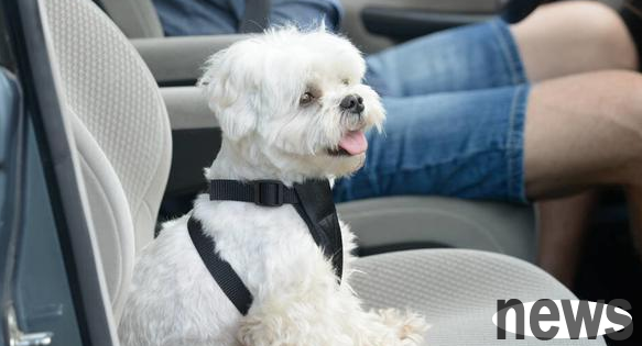 How to prevent motion sickness in puppies? Try these three methods