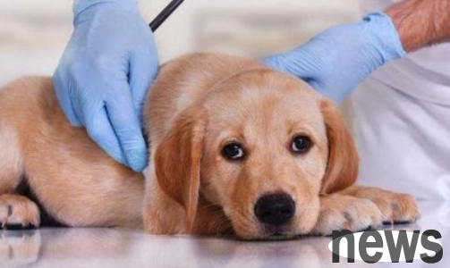 What are the symptoms of anemia in dogs? The master is going to get it