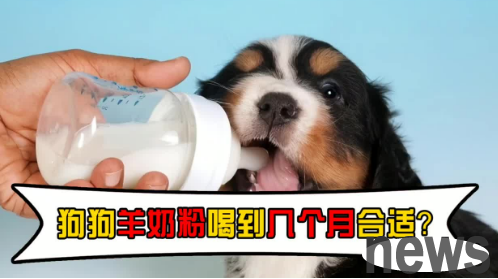 How much goat milk powder does a dog eat in a 20-day day? Do you understand?