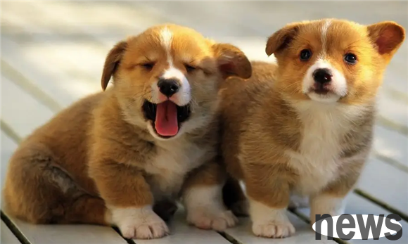 How to teach a dog to defecate and urinate at designated points? Have you ever understood