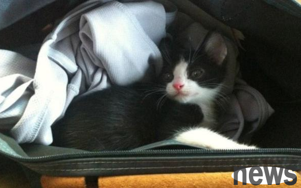 The cute kitten gained weight after being adopted, and her pet owner laughed: she changed from size S to XL