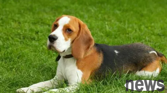 Popular Science: What are the breeds of short-haired dogs?