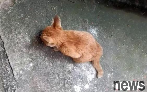 The stray orange cat took the initiative to take in the girl and hugged the girl s leg tightly without letting go. Cat: Your feet are so warm.