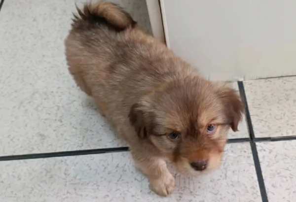 How many months does it take for a puppy to start growing rapidly? Master, please pay attention