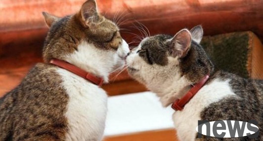 The male cat silently protected the female cat for a year, but in the end he was just a spare tire, and the owner couldn t help but feel sad