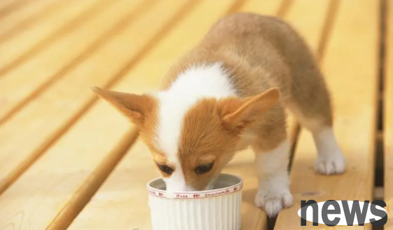 Can dogs eat sesame seeds? What are the benefits?