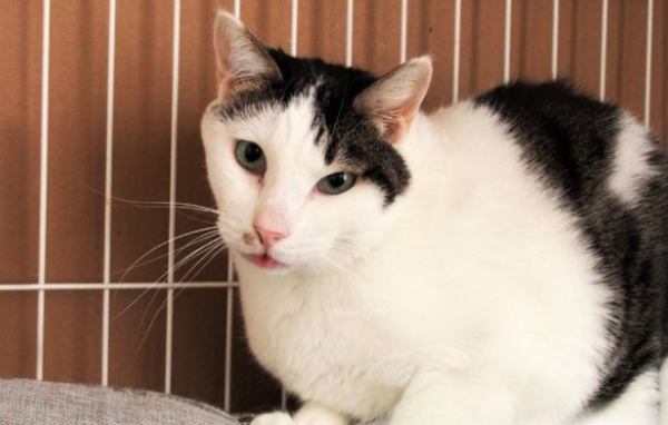 A stray cat was thrown into a trash can with its limbs tied and refused to trust humans. A girl spent a year changing it