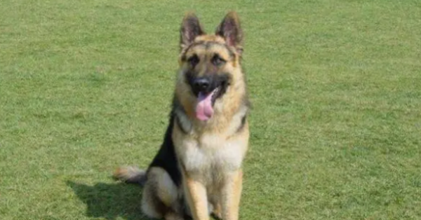 Why does a dog suddenly twitch and then get better after a while?