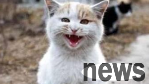 The kitten was suffocated to death by its former owner. Netizens took pity on it and later claimed that it was suffocated to death.
