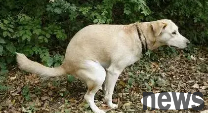What should I do if my dog ​​has hard and dry stool? This article has a method