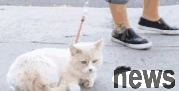 The owner took the cat out shopping, and half an hour later he was surrounded by people. He looked back and laughed wildly.