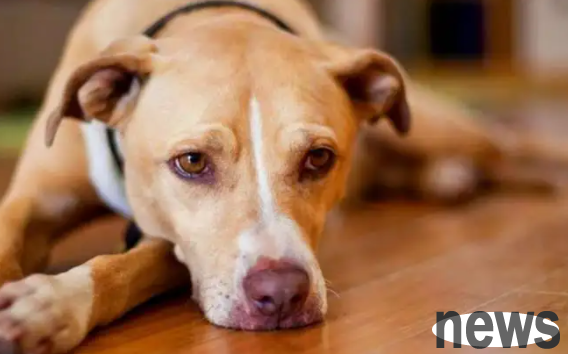 What s wrong with my dog ​​who keeps coughing and frothing as if he s stuck?