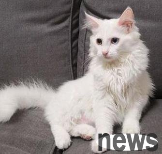 Cloned cat, this time I will give you a warm and peaceful life