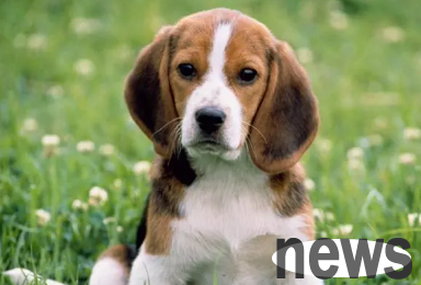 What should I do if my puppy doesn’t eat? Please check!