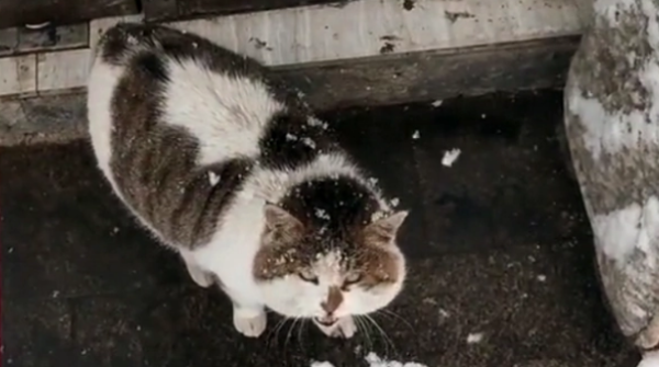 Stray cats, encountering lonely kittens, they become dependent on each other