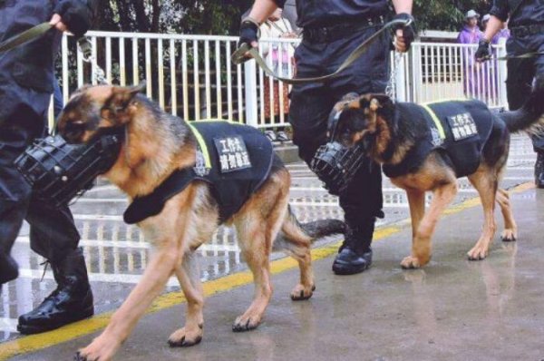 Ever heard of riot dogs? Do you know what breed of dog it is?