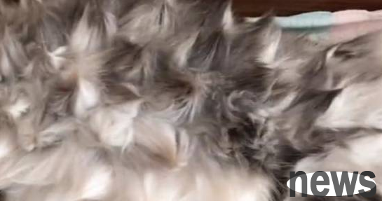 The fat cat took over the owner s pillow, and the owner was so angry that he crushed the cat into a 