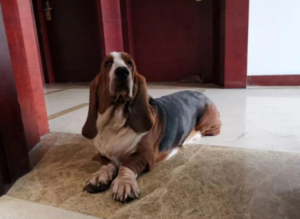 Can dogs go to the animal husbandry station for medical treatment? Maybe I can give you the answer here