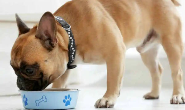 The puppy has a loss of appetite and stops eating after a few bites. It may be due to these problems.