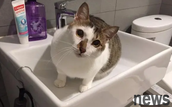 The cat picked up the corner of its owner s clothes and ran away. He couldn t laugh or cry and crawled to cooperate.