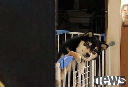 The dog is waiting for his owner to come home in the middle of the night. He sticks out his head and stares at you. You are the one who shovels poop and go home.