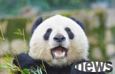 The two giant pandas who cannot return to the embrace of their motherland say 