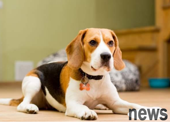 Accustomed to pampering and indulgence, the four-year-old beagle guarded its food like crazy, and its owner was bitten with two huge bloody holes.