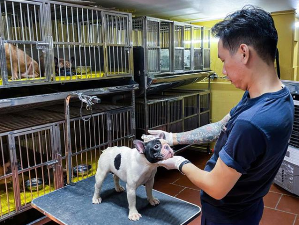 Raising French Bulldogs Earns Billions of VND