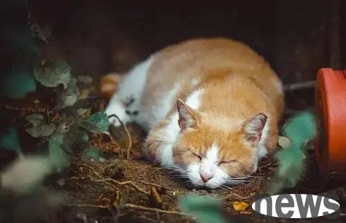 The mother cat rejected the boy s kindness, but failed to take away the kitten. She went to the boy s house every day to test it, but was rescued instead.