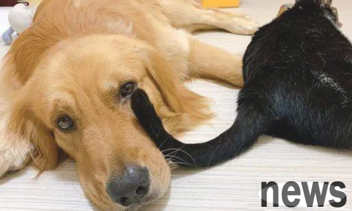 It was raining heavily but the dog insisted on going out to pee. Only later did he realize: it was a trick!