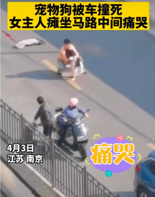 Jiangsu: The pet dog was hit by a car and died. The owner collapsed and cried in the middle of the road. Netizens said the dog was not tied to a leash.