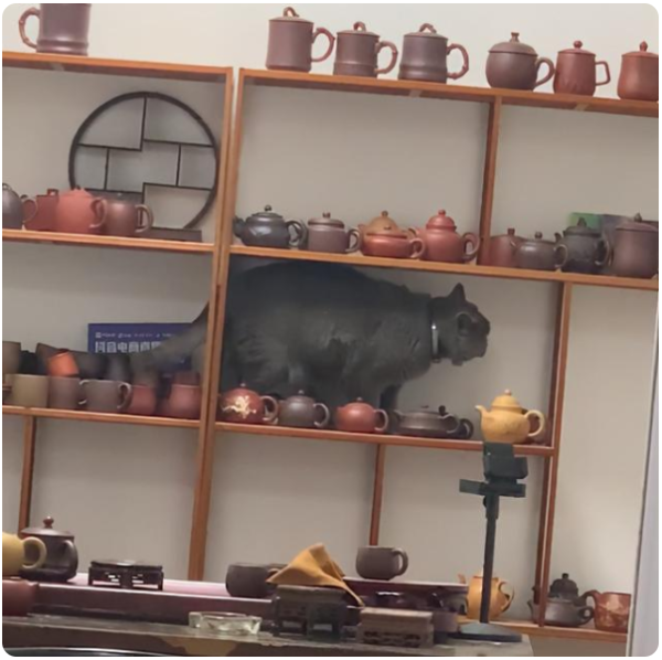 The cat in Jiangsu climbed up the teapot stand to shovel poop. The officer panicked: Brother, come down! I can feel the despair across the screen