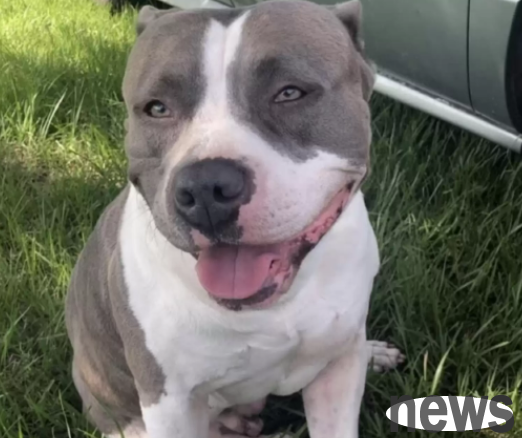 Lost for 11 months and starved to pieces, the dog ran into his owner’s arms and whimpered when he saw him again